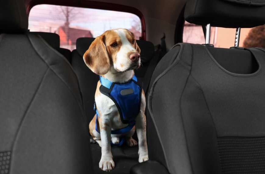 Zasady przewożenia zwierząt w samochodzie: bezpieczeństwo i komfort na drodze.